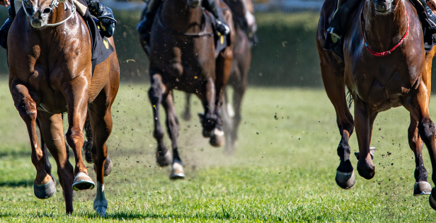 Horses racing on a grassy track with blurred background